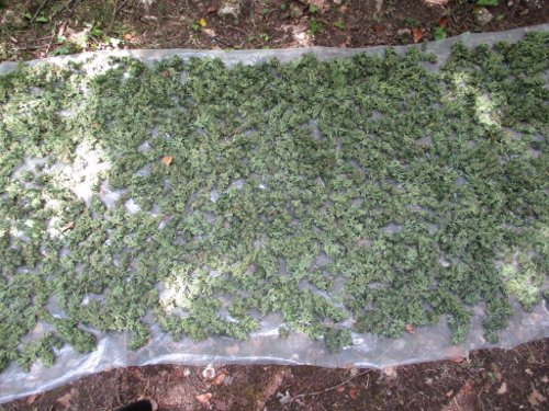 Μυλοπόταμος: 22χρονος είχε φτιάξει ειδικό χώρο για να επεξεργάζεται την κάνναβη [εικόνες] | iefimerida.gr 2