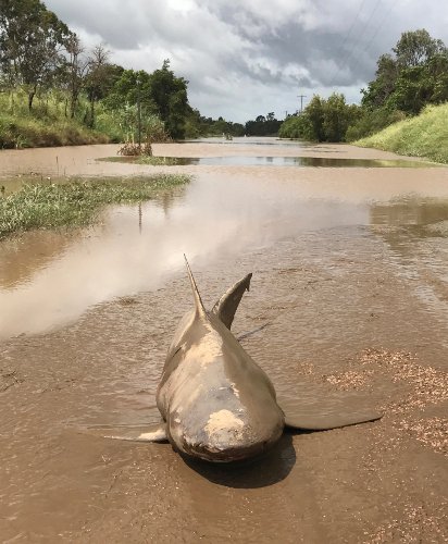 Σάρωσε ο τυφώνας «Nτέμπι» την Αυστραλία -Καρχαρίας ξεβράστηκε στον δρόμο [εικόνες] | iefimerida.gr 1