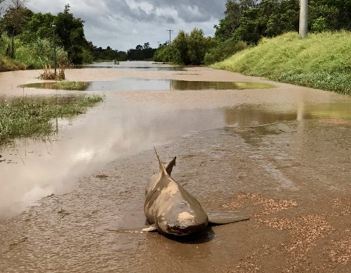 Σάρωσε ο τυφώνας «Nτέμπι» την Αυστραλία -Καρχαρίας ξεβράστηκε στον δρόμο [εικόνες] | iefimerida.gr 3