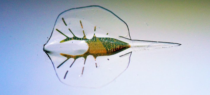 Aυτό είναι το πρώτο «ζωντανό» σαλάχι-ρομπότ [εικόνα] | iefimerida.gr 0