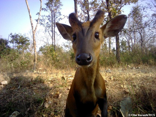 Οταν τα ζώα βγάζουν selfie: Ξεκαρδιστικές λήψεις στην άγρια φύση της Ινδίας [εικόνες] | iefimerida.gr 8