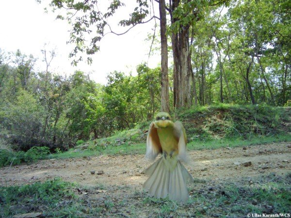 Οταν τα ζώα βγάζουν selfie: Ξεκαρδιστικές λήψεις στην άγρια φύση της Ινδίας [εικόνες] | iefimerida.gr 3
