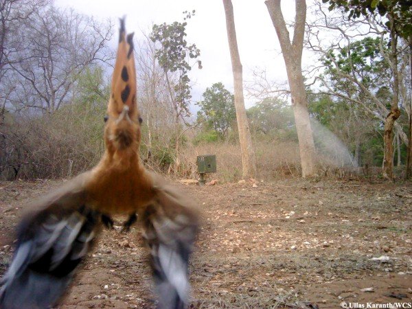 Οταν τα ζώα βγάζουν selfie: Ξεκαρδιστικές λήψεις στην άγρια φύση της Ινδίας [εικόνες] | iefimerida.gr 4