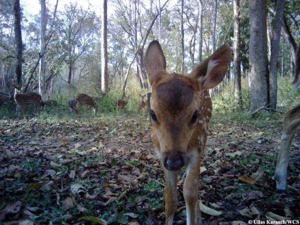 Οταν τα ζώα βγάζουν selfie: Ξεκαρδιστικές λήψεις στην άγρια φύση της Ινδίας [εικόνες] | iefimerida.gr 5