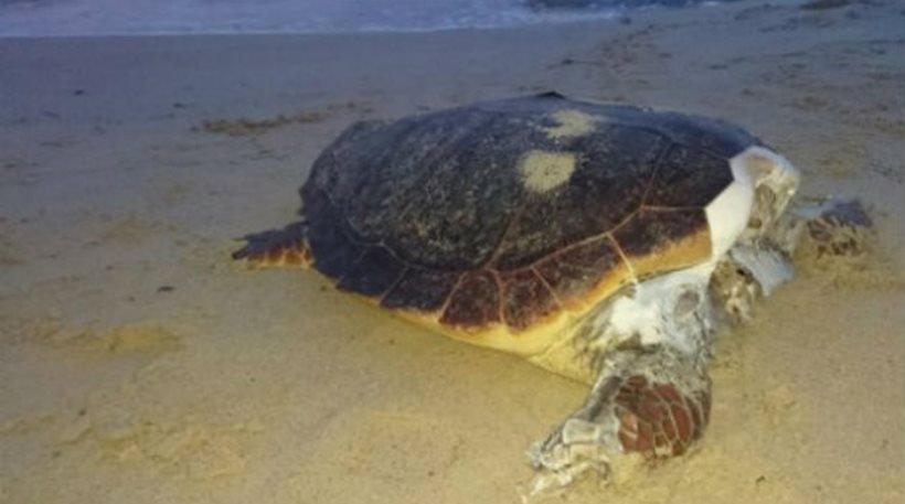 Αποκεφαλισμένες καρέτα-καρέτα ξεβράζει η θάλασσα στην Ελούντα [εικόνα] | iefimerida.gr 0