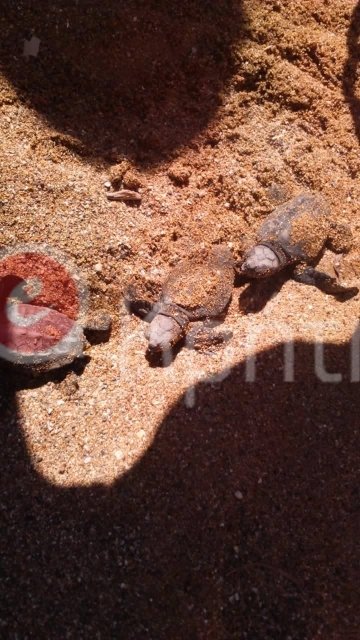 Το πρώτο ταξίδι για τις χελώνες καρέτα-καρέτα [εικόνα & βίντεο] | iefimerida.gr 0