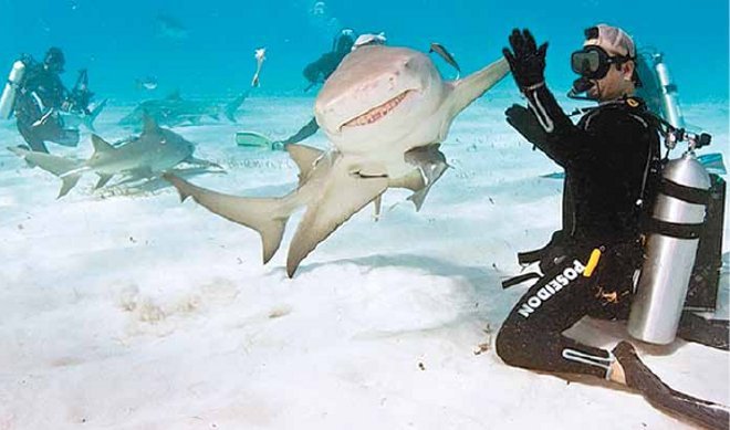 Καρχαρίας κάνει «κόλλα πέντε» με δύτη [εικόνα] | iefimerida.gr 0