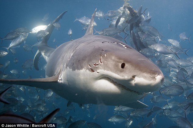 Οταν μιλούν τα πιο δυνατά σαγόνια: Λευκοί καρχαρίες παλεύουν για το φαγητό [εικόνες] | iefimerida.gr 3