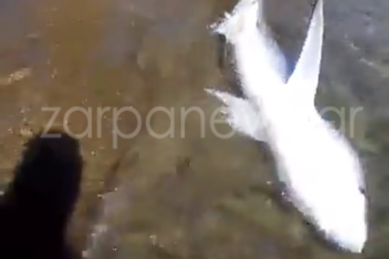 Καρχαρίας βγήκε σε παραλία των Χανίων [εικόνες & βίντεο] | iefimerida.gr 0
