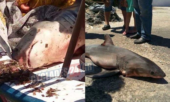 Απίστευτο: Ψαράς στη Σύρο έπιασε λευκό καρχαρία! [εικόνα] | iefimerida.gr 0