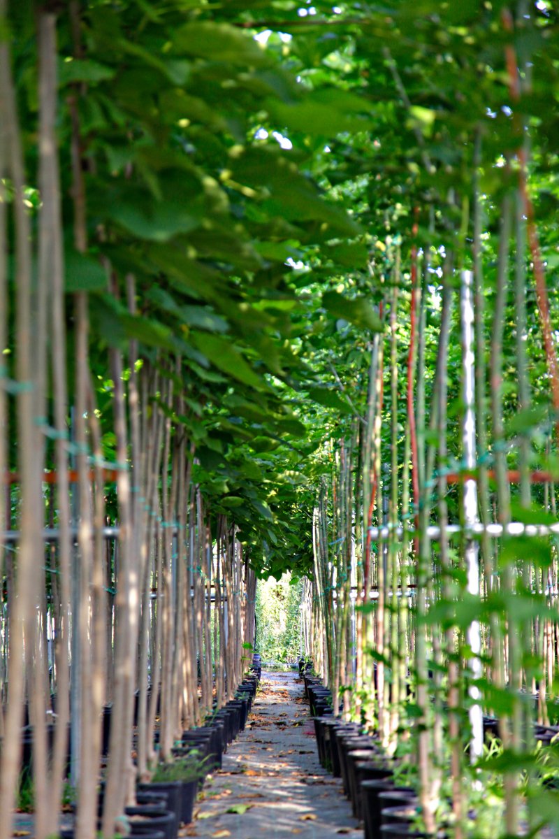 Όταν μια αυλή... πρώην εργοστασίου στην Ελλάδα μετατρέπεται σε ένα από τα μεγαλύτερα φυτώρια στην Ευρώπη [εικόνες]  | iefimerida.gr 3
