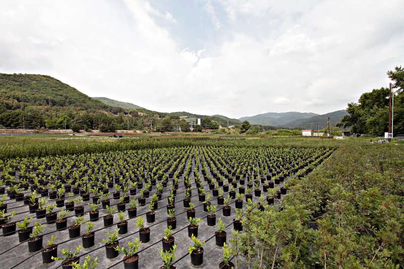 Όταν μια αυλή... πρώην εργοστασίου στην Ελλάδα μετατρέπεται σε ένα από τα μεγαλύτερα φυτώρια στην Ευρώπη [εικόνες]  | iefimerida.gr 5
