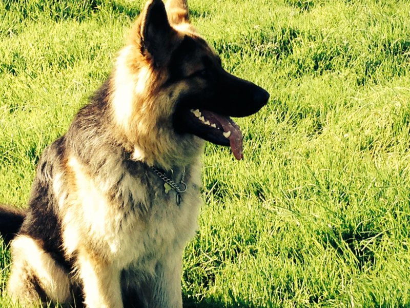 Αυτό το site σε βοηθά να ταξιδεύεις δωρεάν σε όλο τον κόσμο -Με έναν όρο: να προσέχεις κατοικίδια [εικόνες] | iefimerida.gr 1