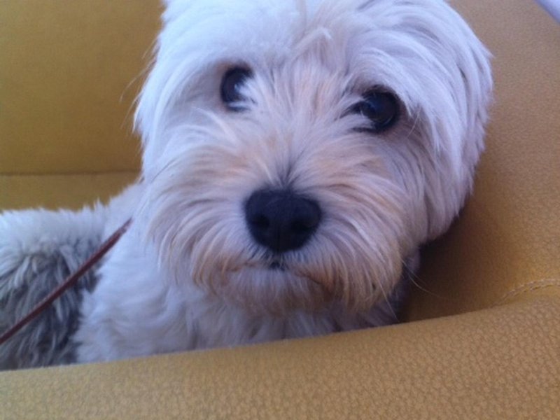 Αυτό το site σε βοηθά να ταξιδεύεις δωρεάν σε όλο τον κόσμο -Με έναν όρο: να προσέχεις κατοικίδια [εικόνες] | iefimerida.gr 5