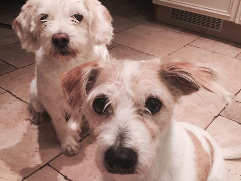 Αυτό το site σε βοηθά να ταξιδεύεις δωρεάν σε όλο τον κόσμο -Με έναν όρο: να προσέχεις κατοικίδια [εικόνες] | iefimerida.gr 6