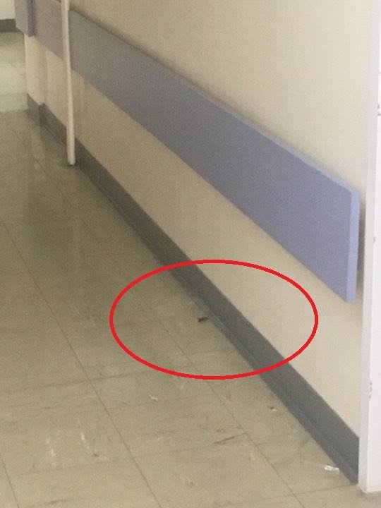Φωτογραφίες: Κατσαρίδα έξω από το Μικροβιολογικό του ΠΑΓΝΗ | iefimerida.gr 0