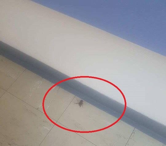 Φωτογραφίες: Κατσαρίδα έξω από το Μικροβιολογικό του ΠΑΓΝΗ | iefimerida.gr 1