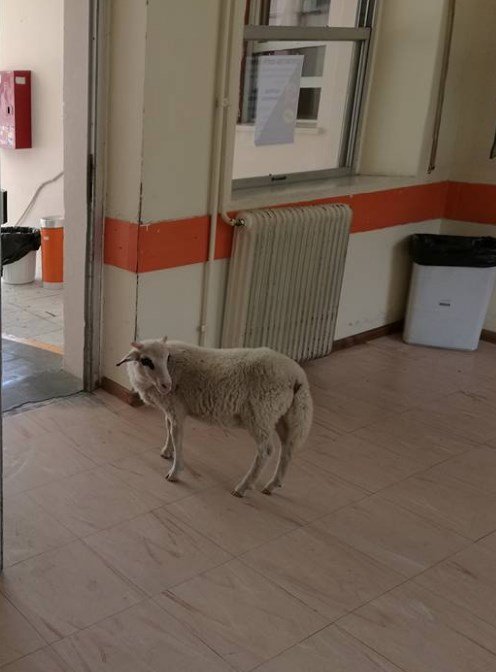 Τρελάθηκαν με τον καύσωνα -Μια κατσίκα και ένα πρόβατο βρήκαν δροσιά στο νοσοκομείο Αμαλιάδας [εικόνες] | iefimerida.gr 2
