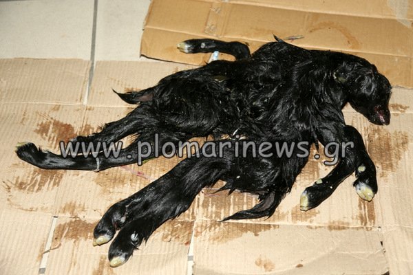 Σοκ: Γεννήθηκε κατσικάκι με οκτώ πόδια στη Λέσβο [εικόνα] | iefimerida.gr 0
