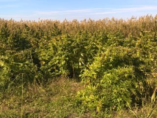 Καβάλα: Γερμανοί καλλιεργούσαν και εμπορεύονταν μεγάλες ποσότητες κάνναβης, είχαν το δικό τους «εργοστάσιο» [εικόνες] | iefimerida.gr 1