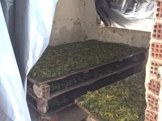 Καβάλα: Γερμανοί καλλιεργούσαν και εμπορεύονταν μεγάλες ποσότητες κάνναβης, είχαν το δικό τους «εργοστάσιο» [εικόνες] | iefimerida.gr 2