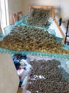 Καβάλα: Γερμανοί καλλιεργούσαν και εμπορεύονταν μεγάλες ποσότητες κάνναβης, είχαν το δικό τους «εργοστάσιο» [εικόνες] | iefimerida.gr 3