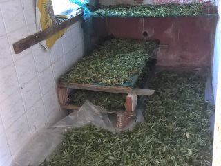 Καβάλα: Γερμανοί καλλιεργούσαν και εμπορεύονταν μεγάλες ποσότητες κάνναβης, είχαν το δικό τους «εργοστάσιο» [εικόνες] | iefimerida.gr 4