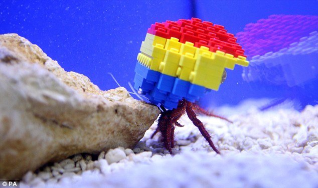 Ο κάβουρας Χάρυ βρήκε σπίτι από τουβλάκια Lego [εικόνες] | iefimerida.gr 2