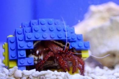 Ο κάβουρας Χάρυ βρήκε σπίτι από τουβλάκια Lego [εικόνες] | iefimerida.gr 4