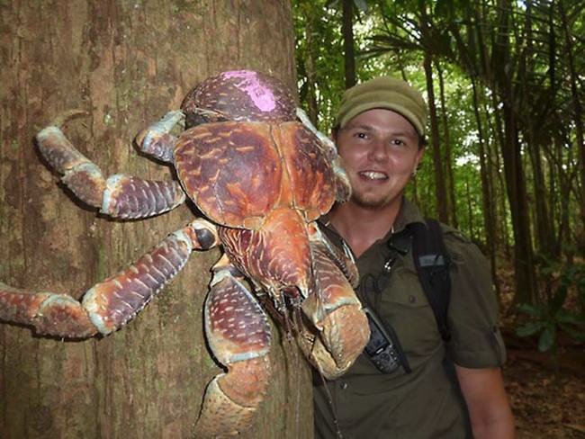 Το μεγαλύτερο καβούρι της ξηράς: Φθάνει το 1 μέτρο μήκος και ζυγίζει 5 κιλά [εικόνες] | iefimerida.gr 3