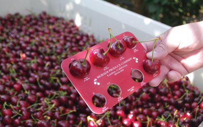 Κεράσι: Το «rising star» των ελληνικών φρούτων! Τον Απρίλιο μεγάλο παγκόσμιο συνέδριο στη Νάουσα [εικόνες] | iefimerida.gr 4