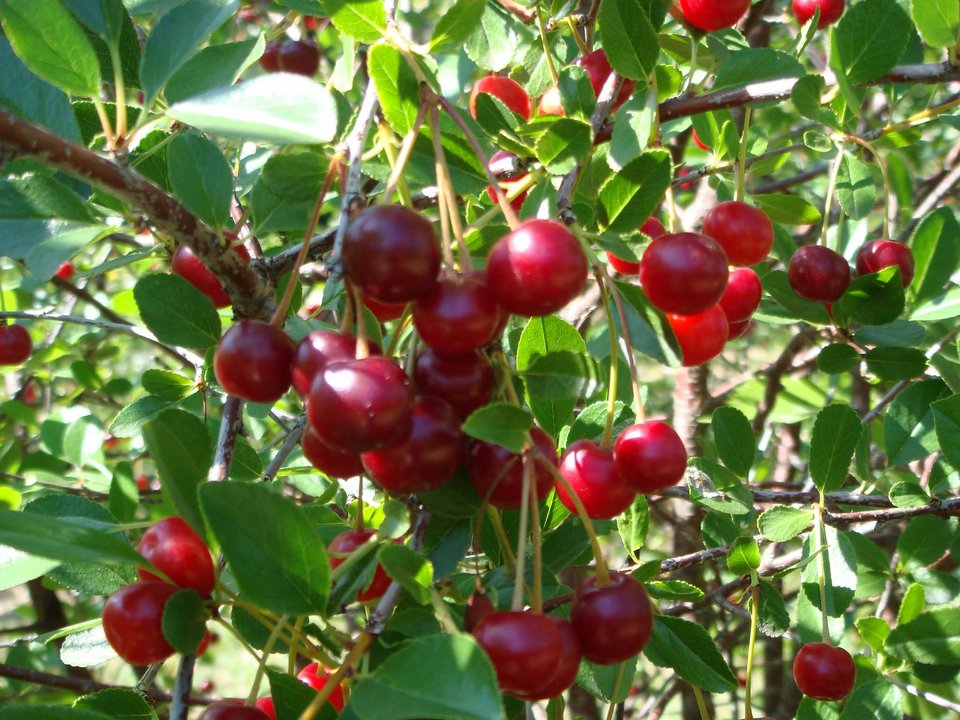 Κεράσι: Το «rising star» των ελληνικών φρούτων! Τον Απρίλιο μεγάλο παγκόσμιο συνέδριο στη Νάουσα [εικόνες] | iefimerida.gr 0
