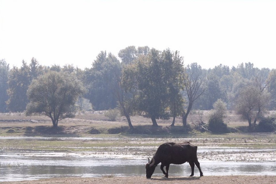 Μπουγάτσα, άλογα και βόλτα στα βουβάλια της Κερκίνης στην περιοδεία Μητσοτάκη στις Σέρρες [εικόνες]  | iefimerida.gr 0