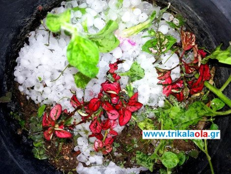 Εντονη χαλαζόπτωση  στα Τρίκαλα -Καταστροφές σε καλλιέργειες [εικόνες & βίντεο] | iefimerida.gr 1