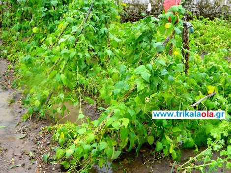 Εντονη χαλαζόπτωση  στα Τρίκαλα -Καταστροφές σε καλλιέργειες [εικόνες & βίντεο] | iefimerida.gr 2