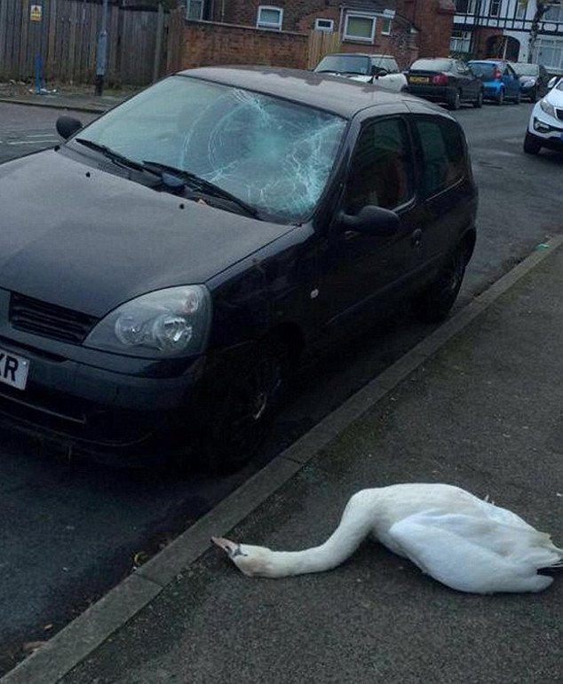 Το μυστήριο με τον κύκνο που έπεσε από τον ουρανό και διέλυσε αυτοκίνητο -Τι συνέβη [εικόνα] | iefimerida.gr 0