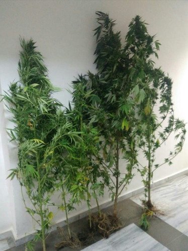 Kιλκίς: Αστυνομικοί εντόπισαν 39χρονο να καλλιεργεί κάνναβη [εικόνες] | iefimerida.gr 1