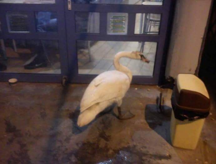 Κύκνος στην Καστοριά επισκέφθηκε... σουβλατζίδικο! [εικόνες] | iefimerida.gr 0