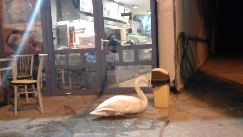 Κύκνος στην Καστοριά επισκέφθηκε... σουβλατζίδικο! [εικόνες] | iefimerida.gr 1