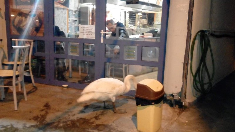 Κύκνος στην Καστοριά επισκέφθηκε... σουβλατζίδικο! [εικόνες] | iefimerida.gr 2