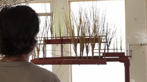 Οι «κρεμαστοί κήποι» του Λος Άντζελες δίνουν άλλη όψη στην πόλη [εικόνες] | iefimerida.gr 1