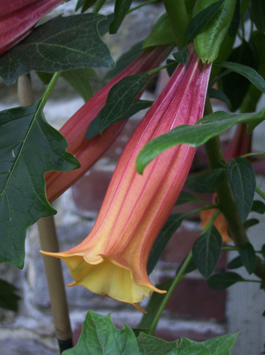 Το κάστρο με τα 100 θανατηφόρα φυτά που απαγορεύεται να μυρίσεις  [εικόνες] | iefimerida.gr 1