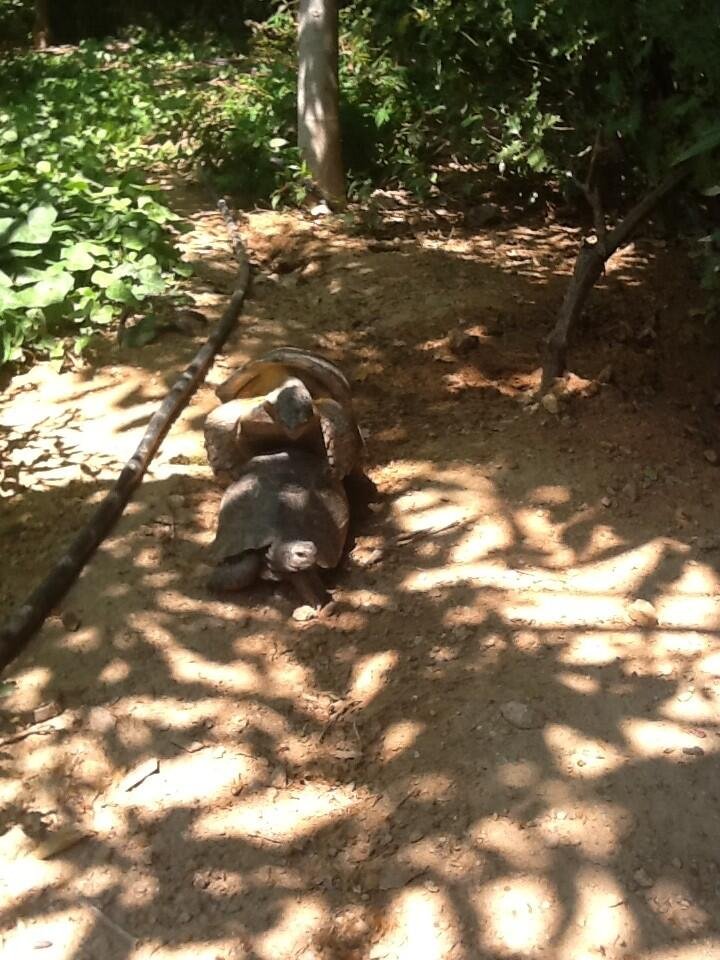 Ο ανθισμένος κήπος της Ελένης Μενεγάκη -Eνθουσιάστηκε που μπήκε η άνοιξη [εικόνες] | iefimerida.gr 5