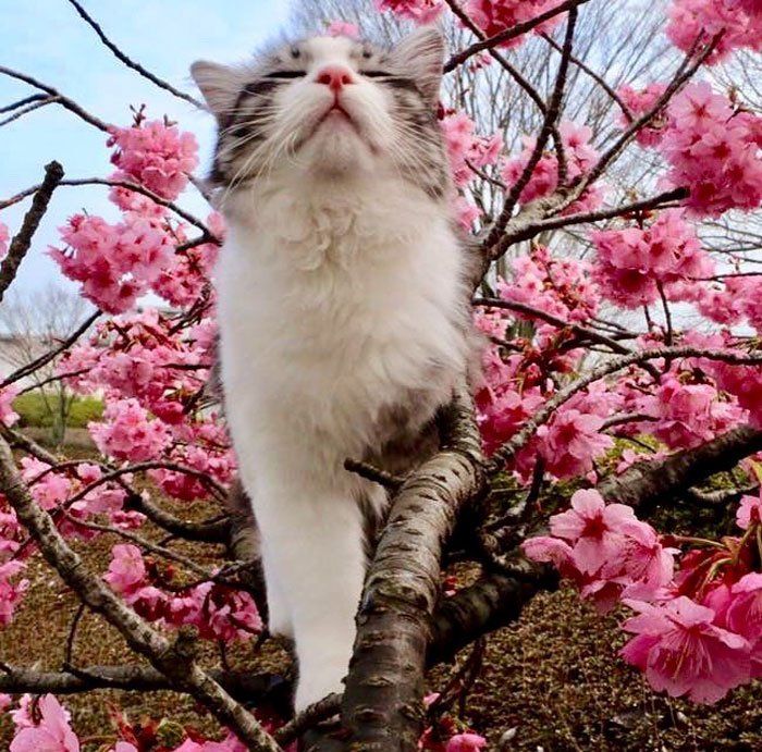 Η πιο φωτογενής γάτα του κόσμου που λατρεύει τις πόζες [εικόνες]  | iefimerida.gr 2