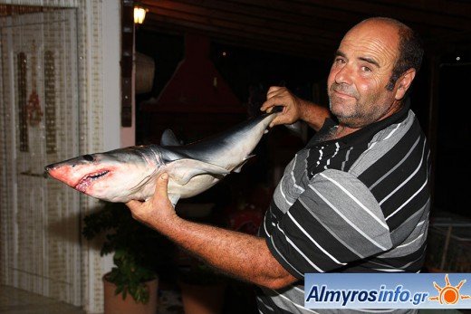 Απίστευτη ψαριά: Μικρός καρχαρίας πιάστηκε στον Παγασητικό [εικόνες] | iefimerida.gr 2