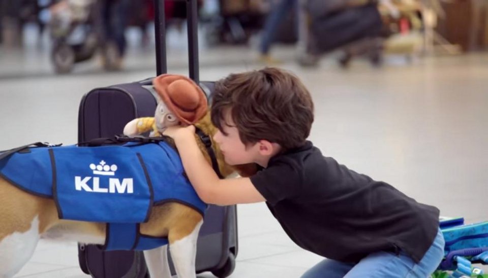 Αυτός είναι ο σκύλος που προσέλαβε η KLM -Ενας πανέμορφος... Σέρλοκ Χολμς [εικόνες&βίντεο]  | iefimerida.gr 2