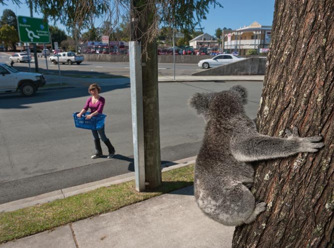 Μαρσιποφόροι συγκάτοικοι - Οι Αυστραλοί υιοθετούν κοάλα για να τα σώσουν [εικόνες] | iefimerida.gr 0
