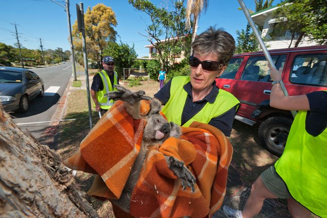 Μαρσιποφόροι συγκάτοικοι - Οι Αυστραλοί υιοθετούν κοάλα για να τα σώσουν [εικόνες] | iefimerida.gr 2