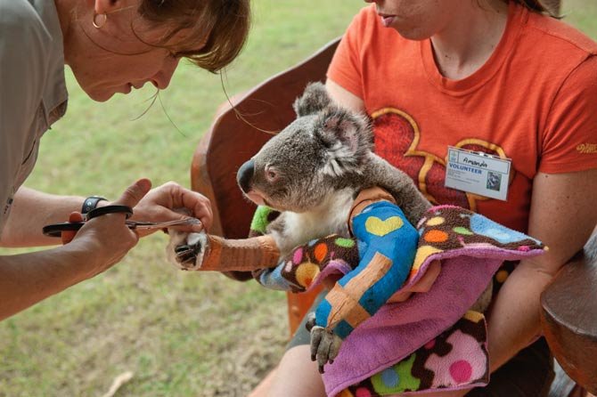 Μαρσιποφόροι συγκάτοικοι - Οι Αυστραλοί υιοθετούν κοάλα για να τα σώσουν [εικόνες] | iefimerida.gr 4