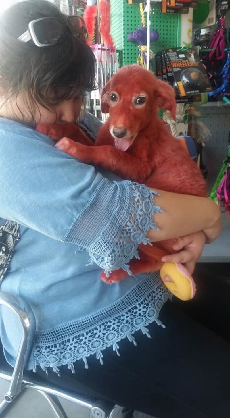 Υιοθετήθηκε το κουτάβι που είχαν βάψει με κόκκινη μπογιά [εικόνες & βίντεο] | iefimerida.gr 1